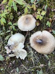 Tricholoma smithii