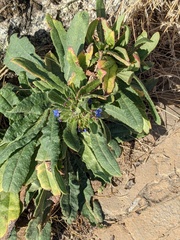 Anchusa officinalis