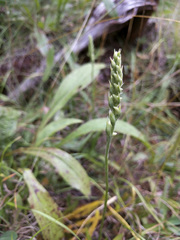 Spiranthes casei casei