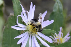 Eristalis anthophorina