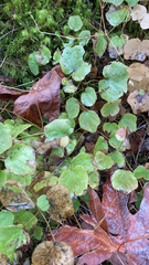 Vancouveria hexandra