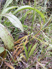 Spiranthes casei casei
