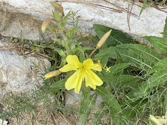 Oenothera elata