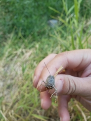 Oedipodinae