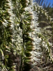 Eupatorium leptophyllum