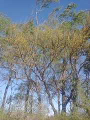 Geoffroea decorticans