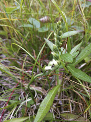 Spiranthes casei casei