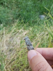 Oedipodinae
