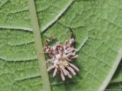 Gibellula