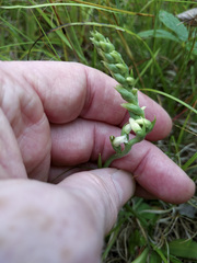 Spiranthes casei casei