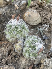 Neolloydia conoidea