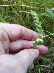 Spiranthes casei casei