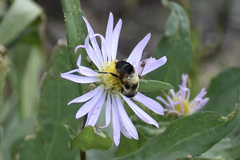 Eristalis anthophorina