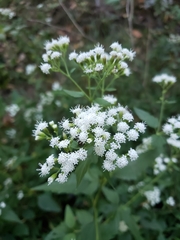 Ageratina riparia