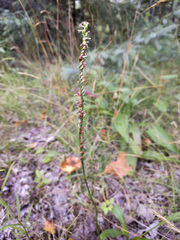 Spiranthes lacera lacera