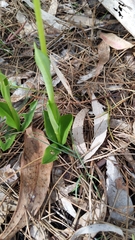 Pterostylis foliata