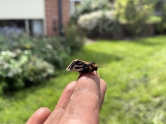 Ardices curvata