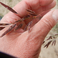 Bromus pumpellianus