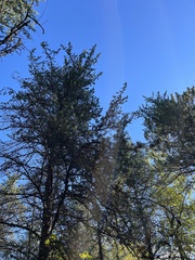 Pinus banksiana