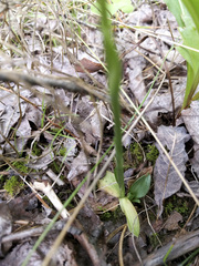 Spiranthes lacera lacera