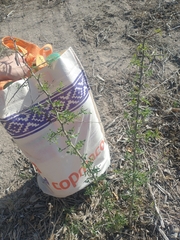 Geoffroea decorticans