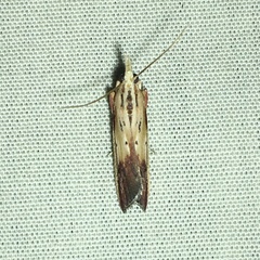 Ancylostomia stercorea