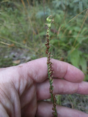 Spiranthes lacera lacera
