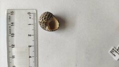 Austrocochlea porcata