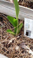 Pterostylis foliata