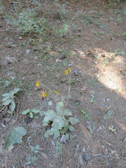 Helianthus atrorubens