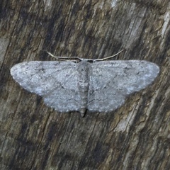Idaea violacearia