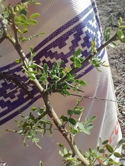 Geoffroea decorticans