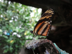 Eresia phillyra phillyra