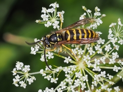 Vespula flavopilosa