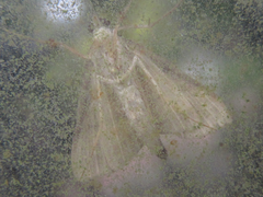 Cnaphalocrocis medinalis