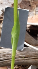 Pterostylis foliata