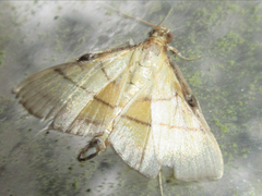 Cnaphalocrocis medinalis