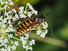 Vespula flavopilosa