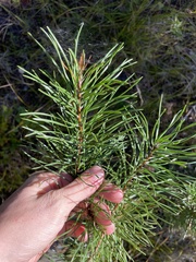 Pinus banksiana