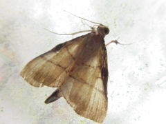 Cnaphalocrocis medinalis