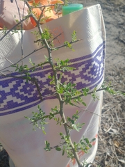 Geoffroea decorticans