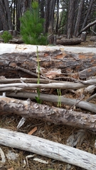 Pterostylis foliata