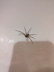 Loxosceles rufescens