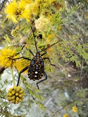 Pachylis argentinus