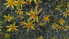 Senecio flaccidus