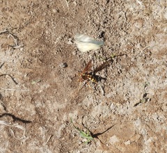 Poecilopompilus interruptus interruptus