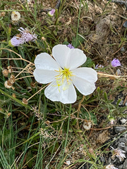 Oenothera pallida