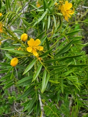 Senna cumingii cumingii
