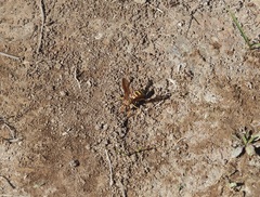 Poecilopompilus interruptus interruptus