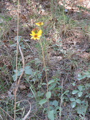Helianthus atrorubens